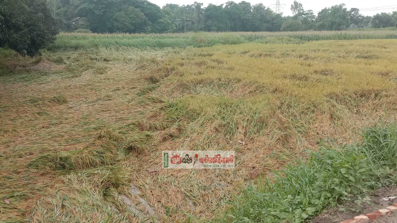 মুন্সীগঞ্জে কালবৈশাখী ঝড়ে মাটিতে লুটিয়ে পড়ল পাকা ধান, দিশেহারা কৃষক